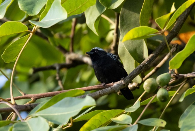 Gray-headed Nigrita by Seth Inman - Organikos