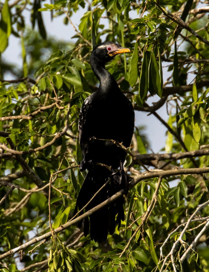 Long-tailed Cormorant by Seth Inman - Organikos