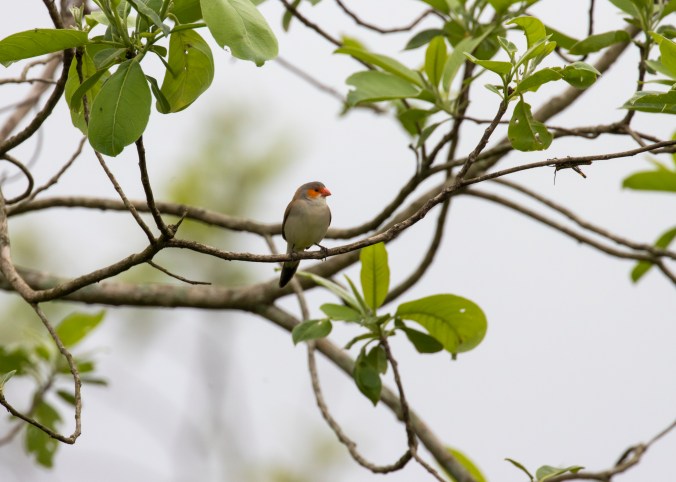 Orange-cheeked Waxbill by Seth Inman - Organikos