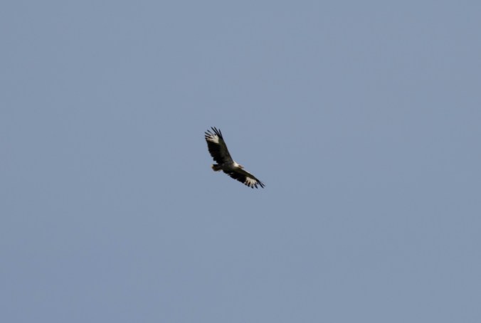 Palm-nut Vulture by Seth Inman - Organikos