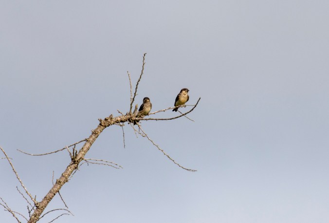 Preuss's Swallow by Seth Inman - Organikos