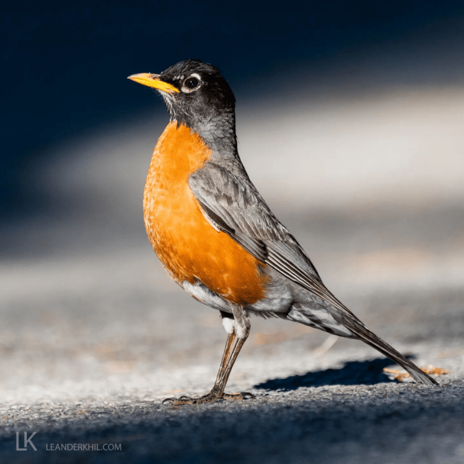 American Robin by Leander Khil - Organikos