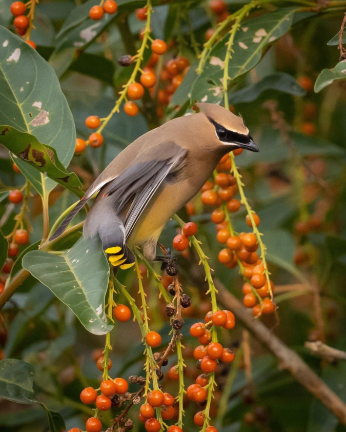 Cedar Waxwing by Daniel Aldana - Organikos
