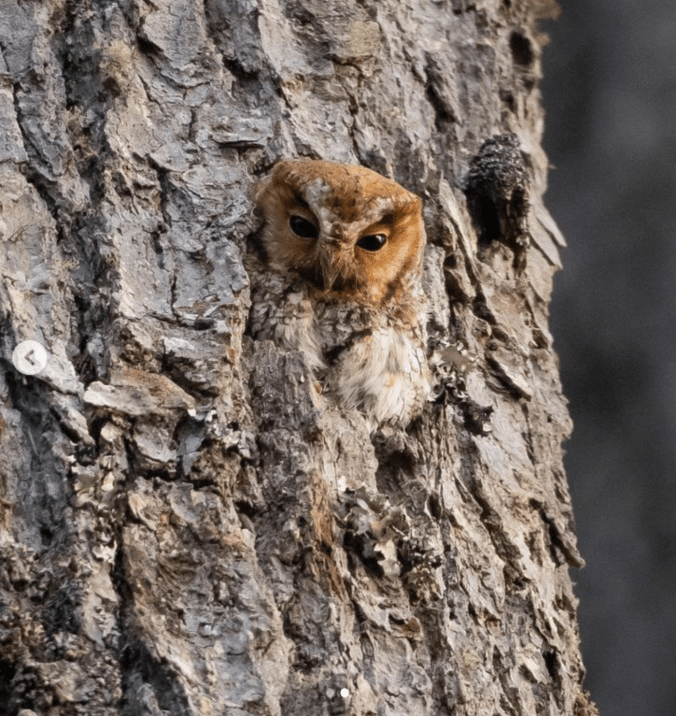 Flammulated Owl by Daniel Aldana - Organikos