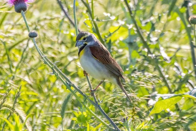Dickcissel by Richard Kostecke - Oganikos