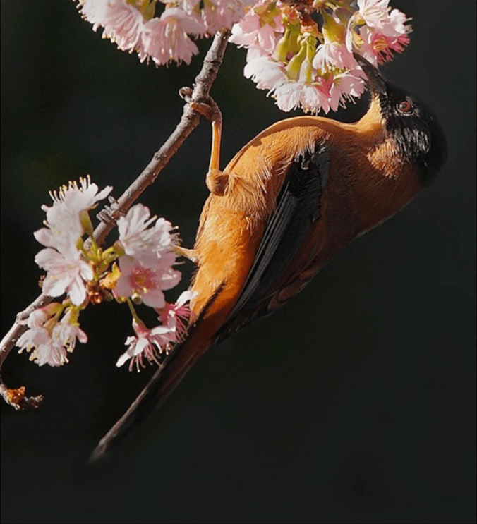 Rufous Sibia by Gururaj Moorching - Organikos