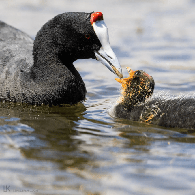 Red-knobbed Coot by Leander Khil - Organikos