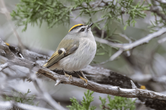Golden-crowned Kinglet by Richard Kostecke - Organikos