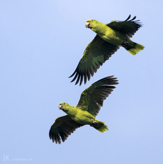 Yellow-naped Parrot by Leander Khil - Organikos