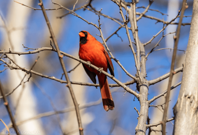 Northern Cardinal by Rich Kostecke - Organikos