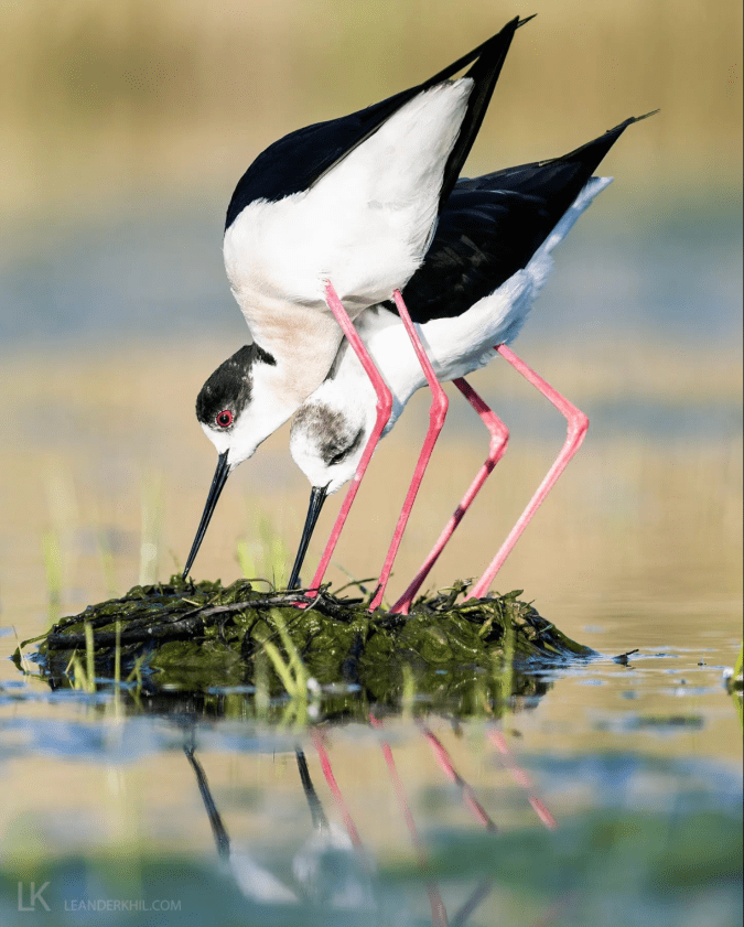 Black-winged Stilt by Leander Khil - Organikos