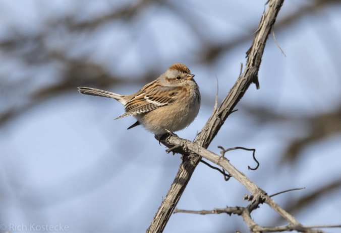 American Tree Sparrow by Richard Kostecke - Organikos