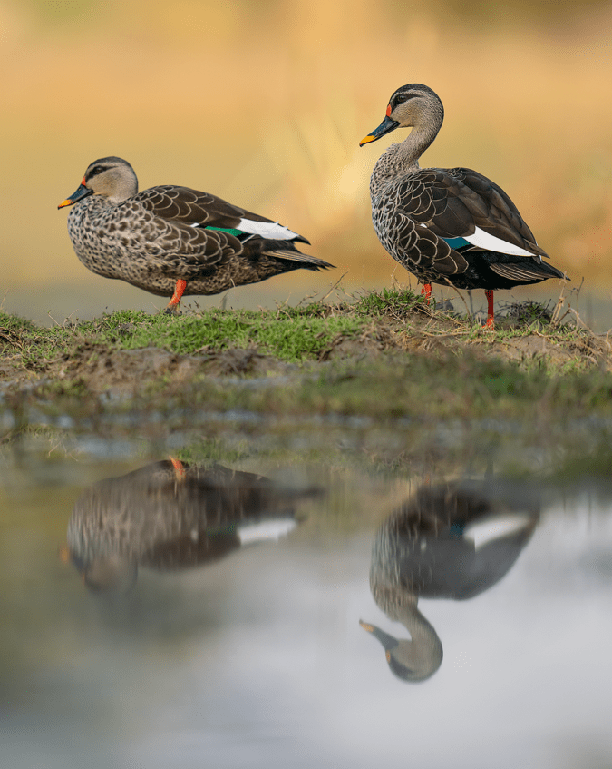 Indian Spot-billed Ducks by Sudhir Shivaram - Organikos