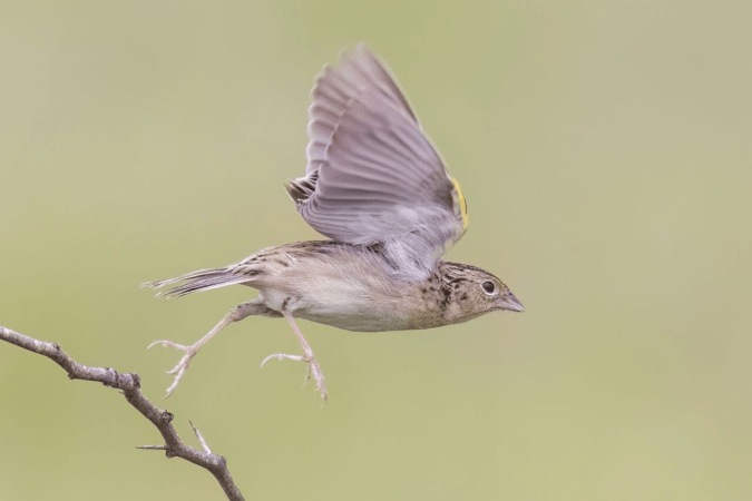 Grasshopper Sparrow by Richard Kostecke - Organikos