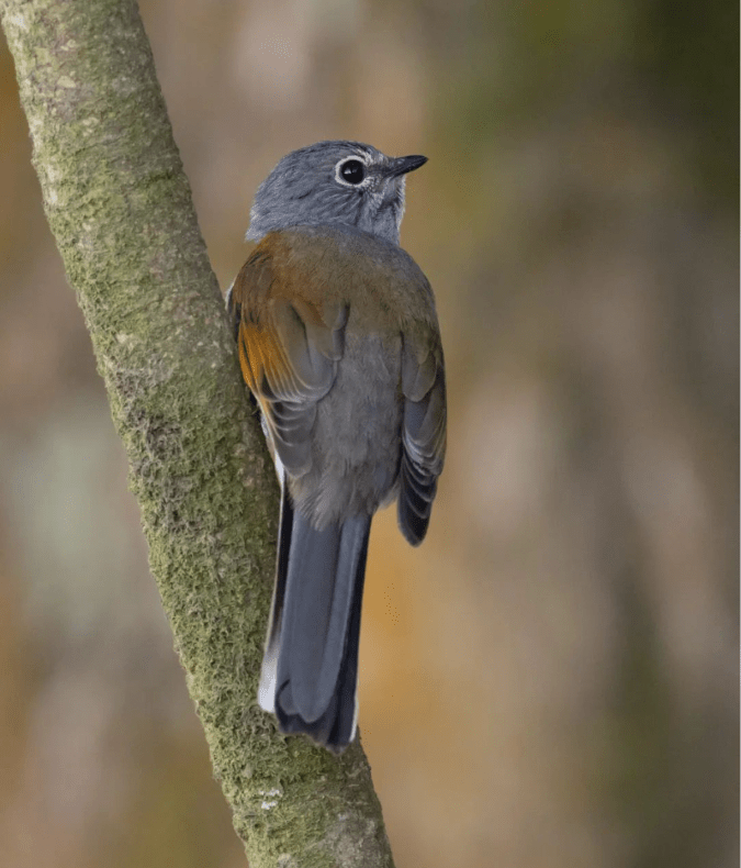 Brown-backed solitaire by Daniel Aldana - Organikos


