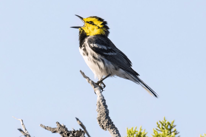 Golden-cheeked Warbler by Richard Kostecke - Organikos