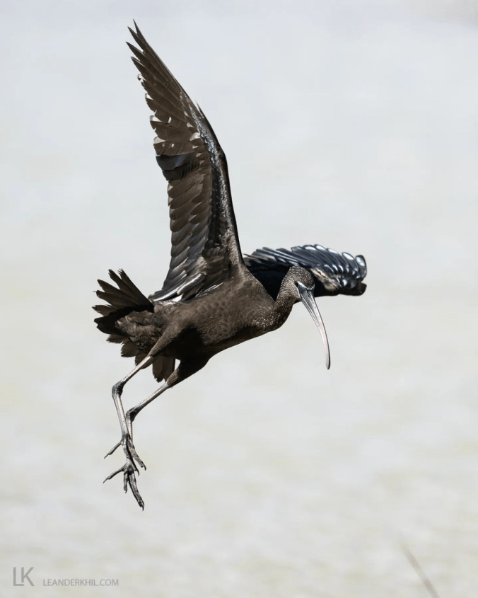 Glossy Ibis by Leander Khil - Organikos