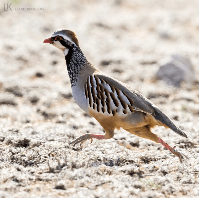 Red-legged Partridge by Leander Khil - Organikos