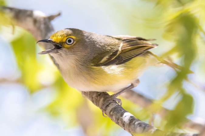 White-eyed Vireo by Richard Kostecke - Organikos