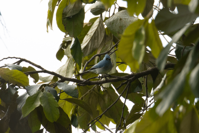 African Blue Flycatcher by Seth Inman - Organikos