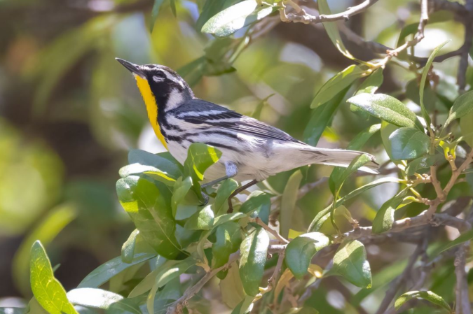 Yellow-throated Warbler by Richard Kostecke - Organikos