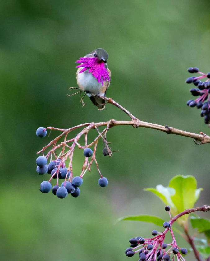 Wine-throated Hummingbird by Daniel Aldana - Organikos