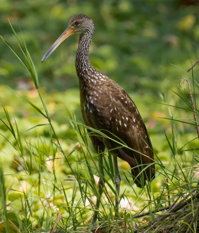 Limpkin by Daniel Aldana - Organikos