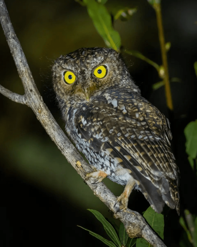 Bearded Screech-Owl by Daniel Aldana - Organikos