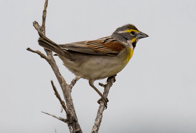 Dickcissel by Richard Kostecke - Organikos