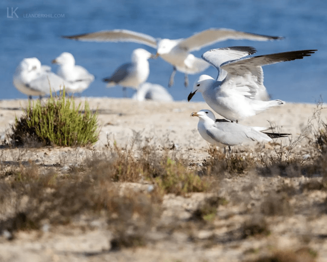 Audouin's Gull by Leander Khil - Organikos