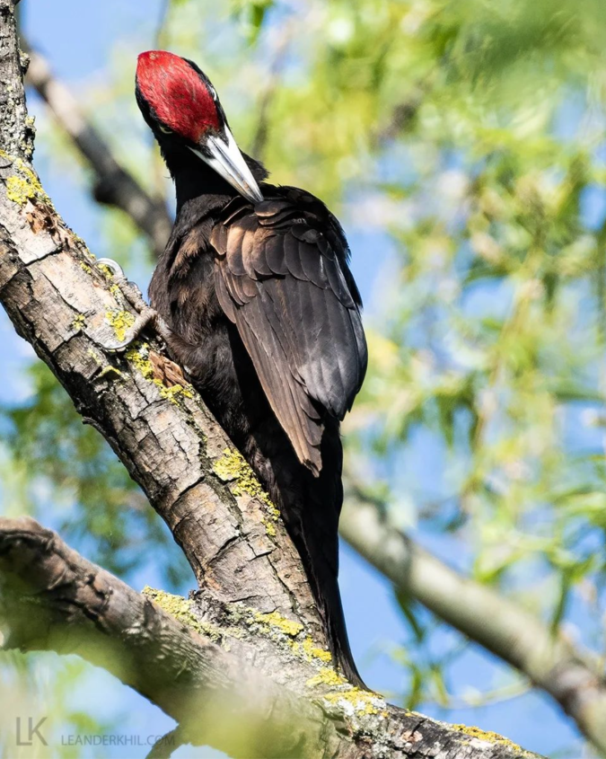 Black Woodpecker by Leander Khil - Organikos