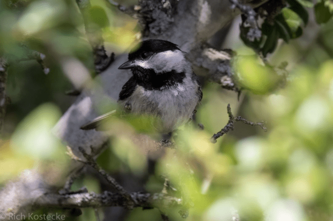 Carolina Chickadee by Richard Kostecke - Organikos