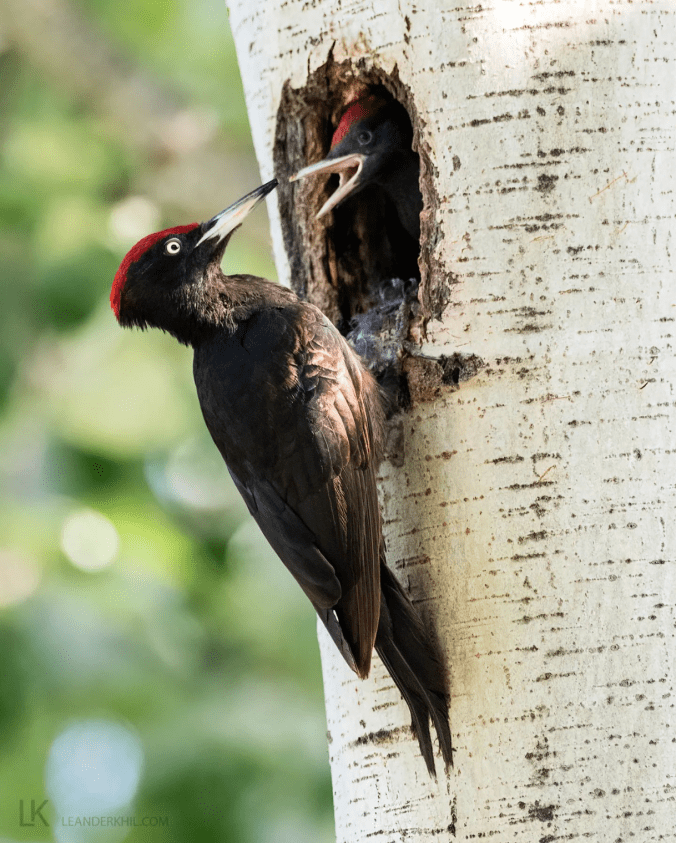 Black Woodpecker by Leander Khil - Organikos