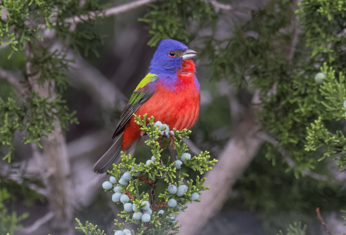 Painted Bunting by Richard Kostecke - Organikos