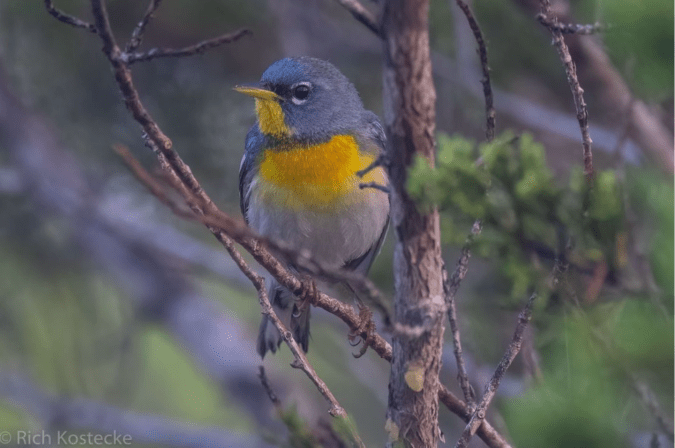 Northern Parula by Richard Kostecke - Organikos