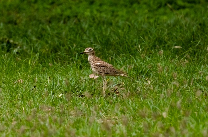 Senegal Thick-knee by Seth Inman - Organikos