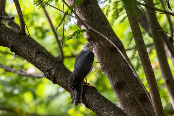 Shikra by Seth Inman - Organikos