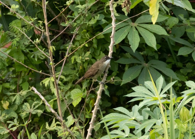 Simple Greenbul by Seth Inman - Organikos