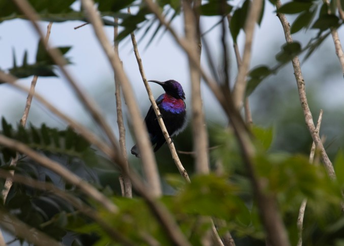 Splendid Sunbird by Seth Inman - Organikos