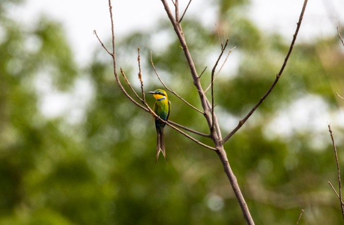 Swallow-tailed Bee-eater by Seth Inman - Organikos