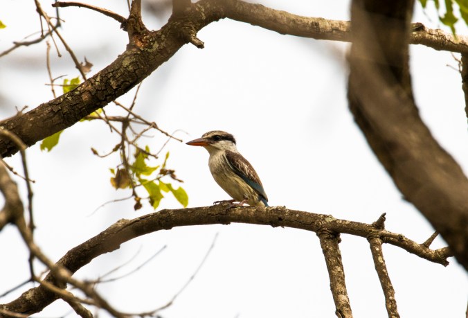 Striped Kingfisher by Seth Inman - Organikos