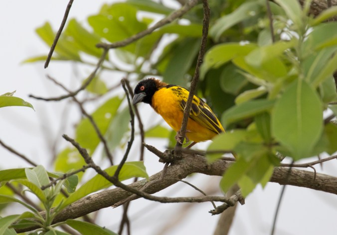 Village Weaver by Seth Inman - Organikos
