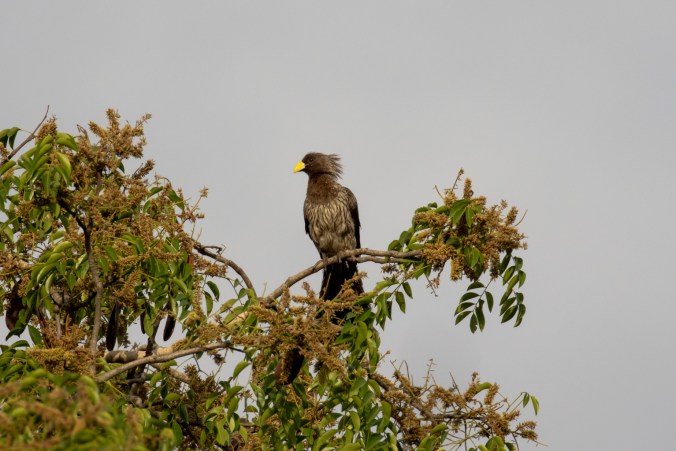 Western Plantain-eater by Seth Inman - Organikos