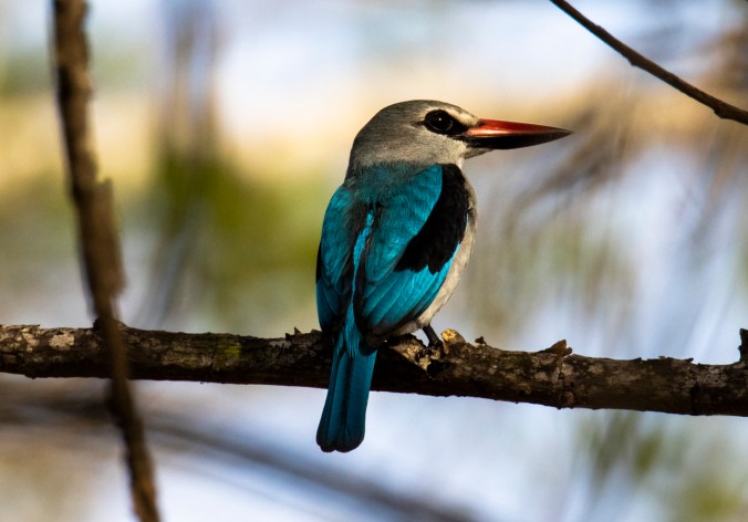 Woodland Kingfisher by Seth Inman - Organikos