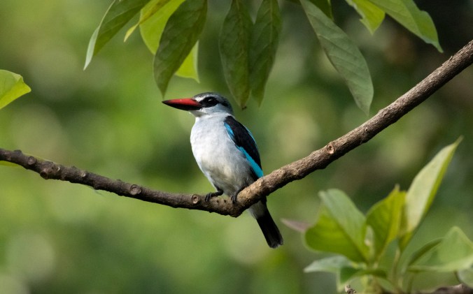 Woodland Kingfisher by Seth Inman - Organikos