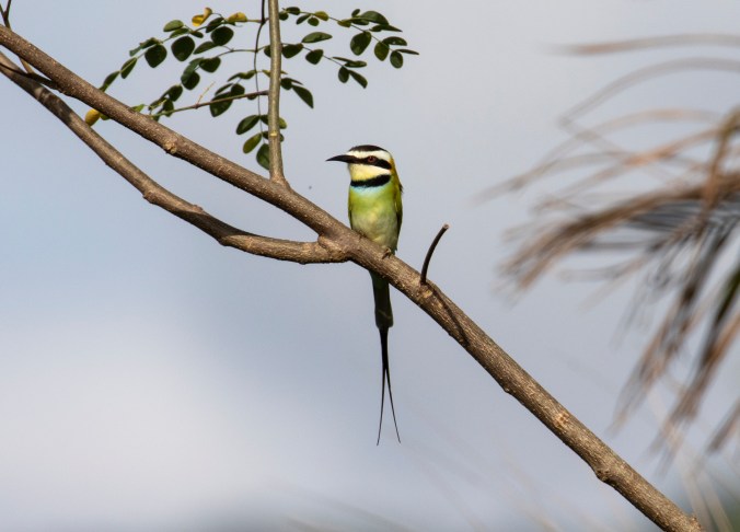 White-throated Bee-eater by Seth Inman - Organikos