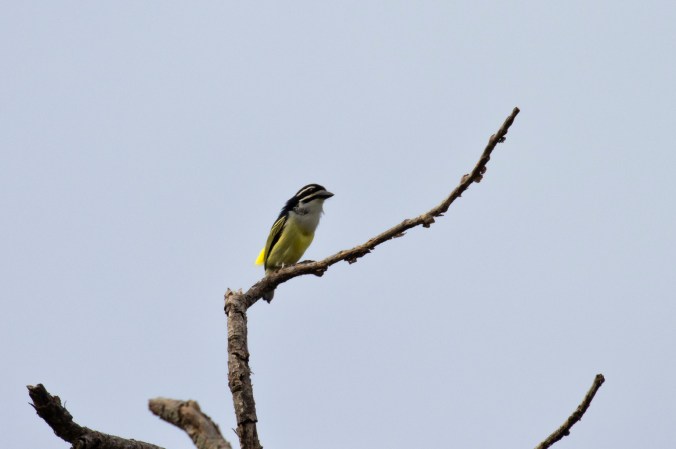 Yellow-rumped Tinkerbird by Seth Inman - Organikos