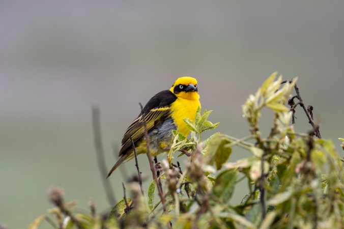 Baglafecht Weaver by Seth Inman - Organikos