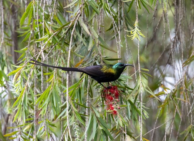 Bronze Sunbird by Seth Inman - Organikos