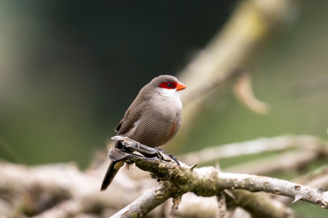 Common Waxbill by Seth Inman - Organikos